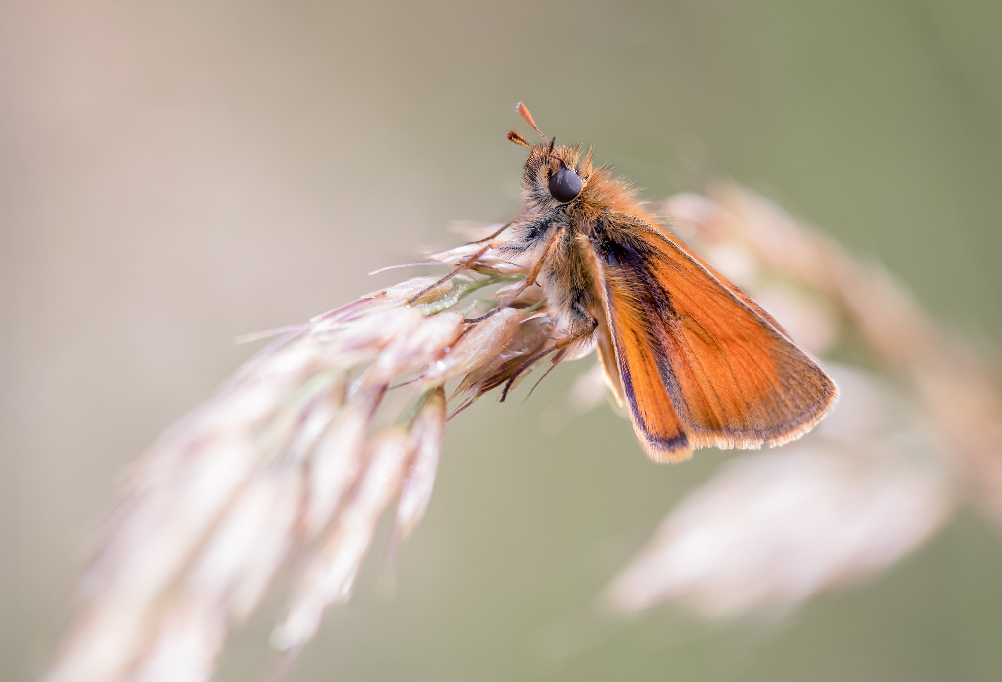 Small Skipper butterfly on an arching stem of meadow grass